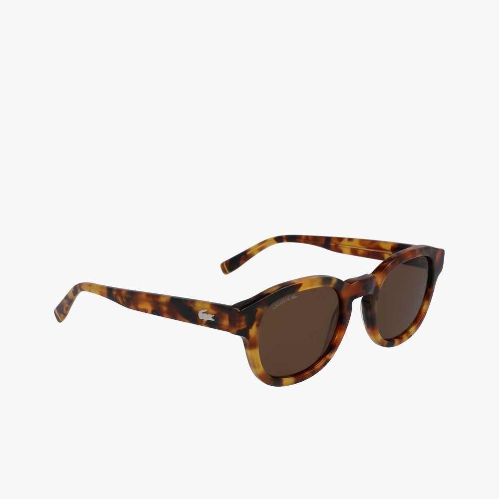 Havana Brn Lacoste Oval Bio Acetate National Geographic Sunglasses | MSVIJW-719